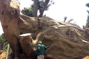 Rừng bị thảm sát, gỗ lậu về đâu?