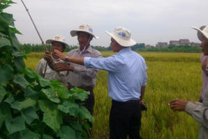 Nông dân “bắt tay”  với doanh nghiệp nước ngoài