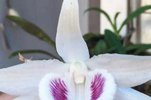 Giao dịch “khủng” về lan đột biến có tin được không?