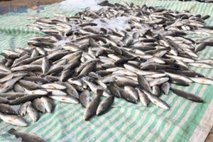 Thanh Hóa báo cáo Thủ tướng: Gần 50 tấn cá chết là do thủy triều đỏ