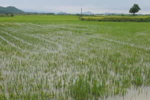 Nghệ An: Mưa lớn bất thường, nhiều diện tích cây nông lâm nghiệp bị ngập trong nước