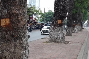 Hà Nội: Kỳ lạ hàng chục cây xà cừ cổ thụ bị đục khoét nham nhở