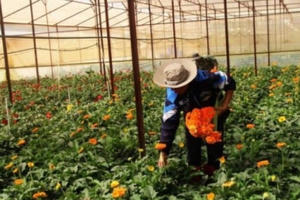 Đà Lạt đề nghị giải thể Hội làm vườn thành phố