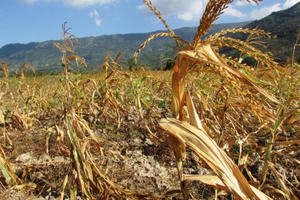 Thanh Hoá: Triển khai các biện pháp cấp bách ứng phó với nguy cơ nắng nóng, hạn hán, thiếu nước, xâm nhập mặn