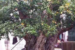 Chiêm ngưỡng cây Lựu "hoàng đế" 600 năm tuổi, được ngã giá 10 tỷ đồng