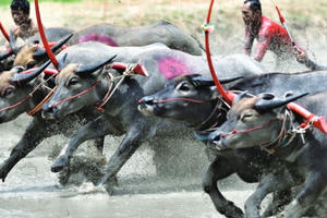 Từ trâu nước đến trâu robot