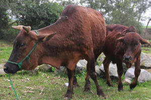 Nghệ An: Dịch viêm da nổi cục trên trâu, bò diễn ra trên diện rộng