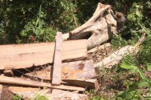 Phát hiện thêm 500 m3 gỗ trong quá trình mở rộng điều tra vụ phá rừng ở Đắk Lắk