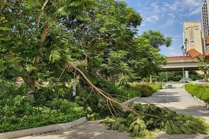 Hà Nội: Gần 2.000 tỷ đồng duy trì cây xanh, thảm cỏ vẫn nhếch nhác khó tin