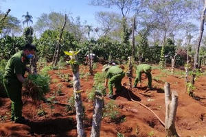 Đắk Lắk: Bắt quả tang 2 anh em trồng hơn 1.500 cây cần sa trái phép