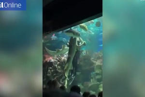 Clip: Thích thú với cảnh thợ lặn khiêu vũ cùng "sát thủ" biển cả