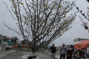 Nổi nhất tết này, mai rừng 40 năm tuổi giá 100 triệu