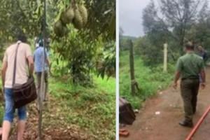 Rủ nhau ăn trộm 700kg sầu riêng của người dân
