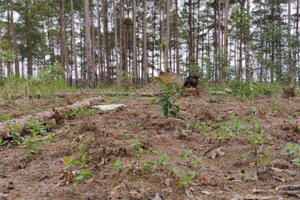Lâm Đồng giao 231 héc ta cho Ban Quản lý rừng phòng hộ ĐamB’ri để ngăn chặn rừng ở Bảo Lâm bị xâm hại
