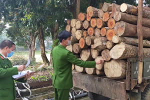 Khởi tố đối tượng khai thác, vận chuyển gỗ trái phép ở Thanh Hoá