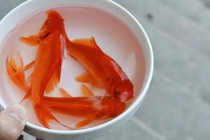 Tục cúng ông Công ông Táo ở 3 miền khác nhau như thế nào?