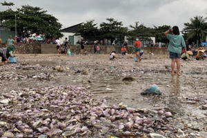 Người dân đổ xô ra biển phấn khởi vớt “lộc” sau mưa lớn