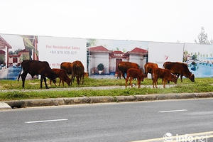 Đà Nẵng: Dân bị bít lối xuống biển, bò dạo chơi trước dự án “ngâm”!