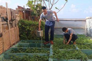 Sức Xuân nơi đầu sóng: Ươm những 'mầm xanh' trên đảo