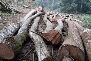 Phú Thọ điều tra vụ phá rừng tại Vườn Quốc gia Xuân Sơn