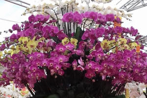 Mãn nhãn ngắm hoa Lan Hồ Điệp khoe sắc ngày cận tết