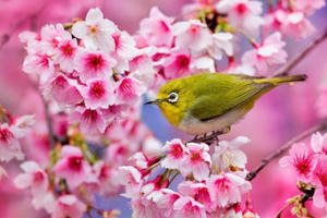 Tỉnh Vĩnh Phúc chuẩn bị tổ chức Lễ trưng bày hoa anh đào