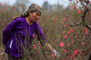 Xuân về trên làng nghề Hà Nội