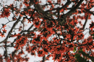 Ngắm hoa gạo đỏ rực trên phố phường Thủ đô