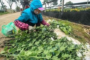 Tai họa ngày cận Tết, cả làng hoa Hà Nội 'ngồi trên đống lửa'