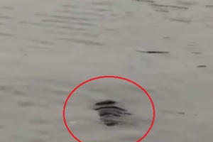 Hà Nội: Phát hiện xác người đàn ông nổi trên Hồ Tây