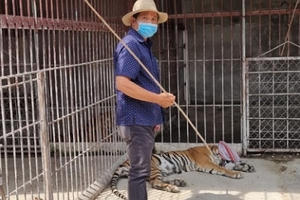 Chủ cơ sở du lịch giao nộp 4 con hổ và một xác hổ cho cơ quan chức năng