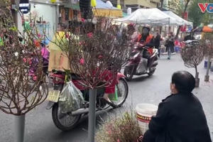 Chợ hoa Hàng Lược vắng bóng người mua