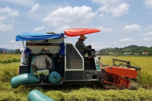 Nông dân Đạ Tẻh trúng mùa lúa ST24