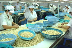 Ngành điều còn nhiều việc phải làm để đạt mục tiêu xuất khẩu 3 tỷ USD