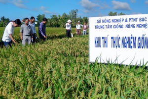 Bạc Liêu tổ chức lại sản xuất nông nghiệp phù hợp biến đổi khí hậu