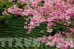 Mùa hoa xuân tuyệt đẹp ở Trung Quốc