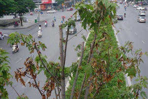 Phong lá đỏ ở Hà Nội không đổi màu, chết héo sau gần 2 năm trồng