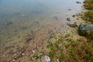 Thừa Thiên - Huế: Đã xác định nguyên nhân khiến nước ở ven biển Lăng Cô đổi màu