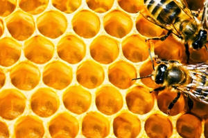 Keo ong - 6 lợi ích hàng đầu và cách dùng hiệu quả Keo ong - 6 lợi ích hàng đầu và cách dùng hiệu quả