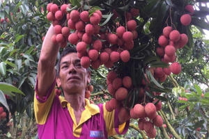 Giá vải thiều Lục Ngạn cao nhất trong lịch sử