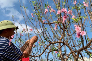 "Sững sờ" với giá thuê đào cảnh chơi Tết tại Nghệ An: Có gốc định giá thuê đến 250 triệu đồng