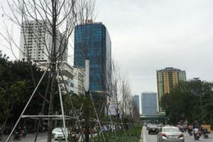 Những hàng cây "ốm yếu" trên đường phố Thủ đô