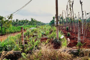 Bà Rịa - Vũng Tàu: Sẽ thực hiện cưỡng chế kê biên tài sản để thi hành án tại Xuyên Mộc