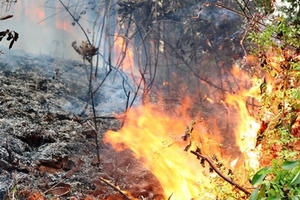 Hải Phòng: Hơn 3ha rừng bốc cháy dữ dội