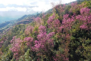 Hoa đào bừng sáng trời đông Mù Cang Chải