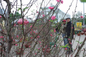 Người dân Hà Thành háo hức mua đào, quất chuẩn bị đón Tết