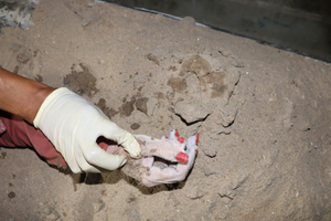 Phát hiện thi thể phụ nữ có bàn tay 6 ngón trôi trên sông Sài Gòn