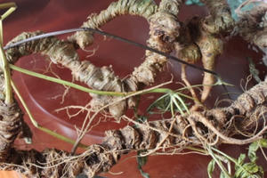 Tái hiện rừng sâm Ngọc Linh ngay tại Bảo tàng Lịch sử quốc gia