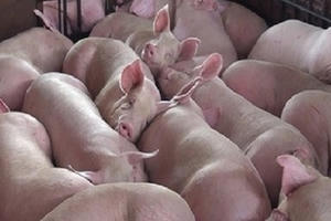 Thủ tướng yêu cầu sớm giảm giá thịt lợn