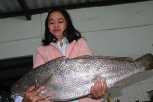 Bắt được cá lạ nghi cá sủ vàng quý hiếm dài gần 1m